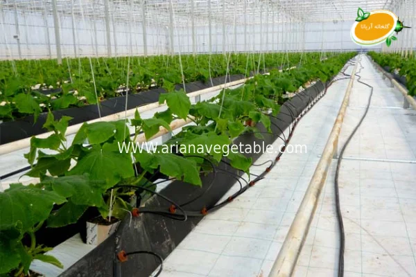 رشد گیاهان به روش هیدروپونیک