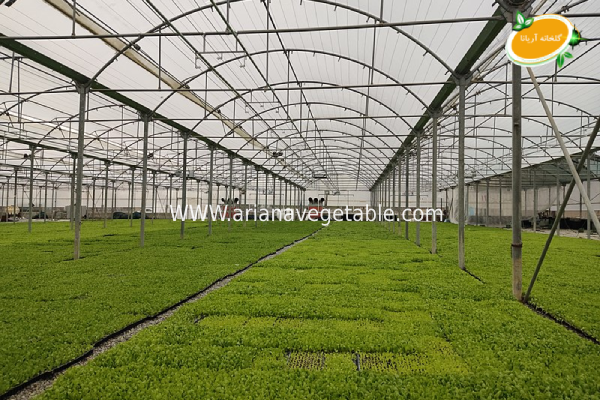 رطوبت کافی گلخانه