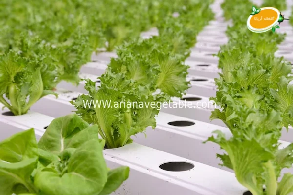 سیستم_های هیدروپونیک