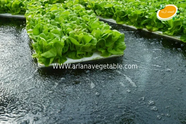 شرایط کشت هیدروپونیک در فضای باز