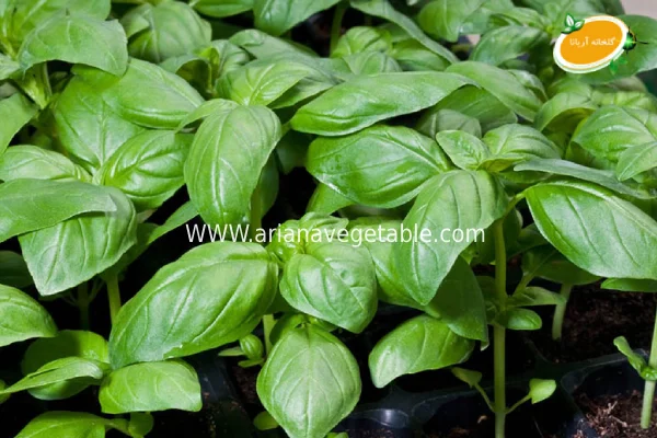 قیمت ریحان ایتالیایی