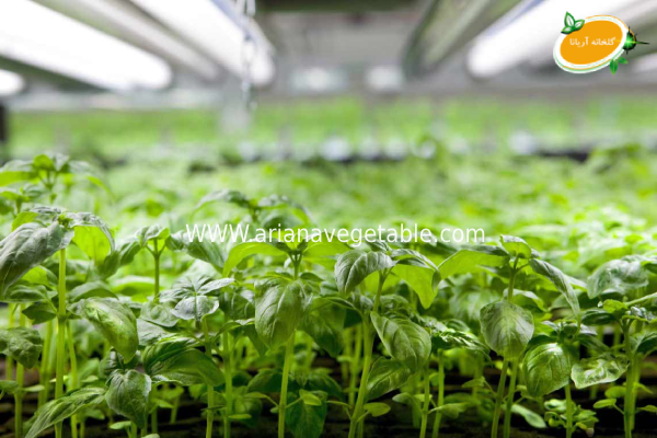 قیمت سبزیجات گلخانه ایی