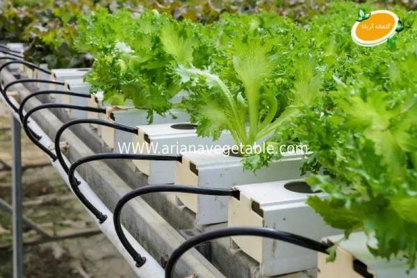 مزایای کشت هیدروپونیک در فضای باز