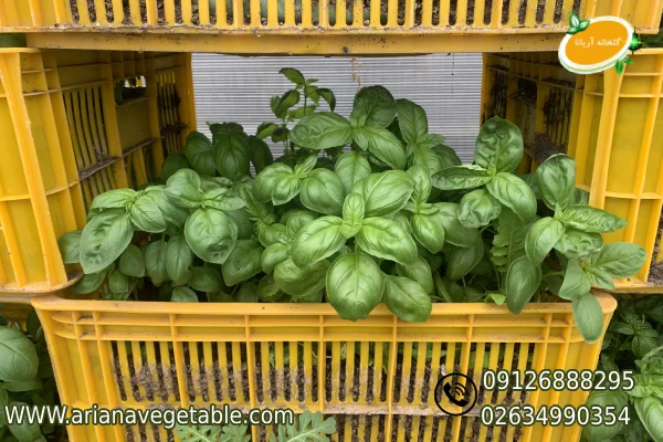 مشخصات ریحان ایتالیایی