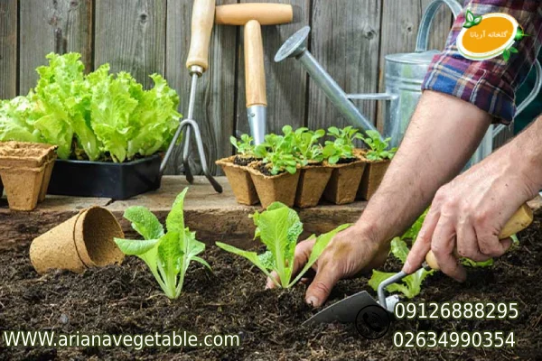 نحوه کاشت کاهو فرانسوی در گلدان