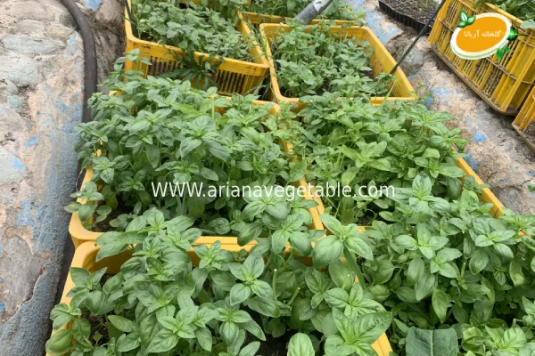 نکاتی برای مصرف بهتر ریحان ایتالیایی