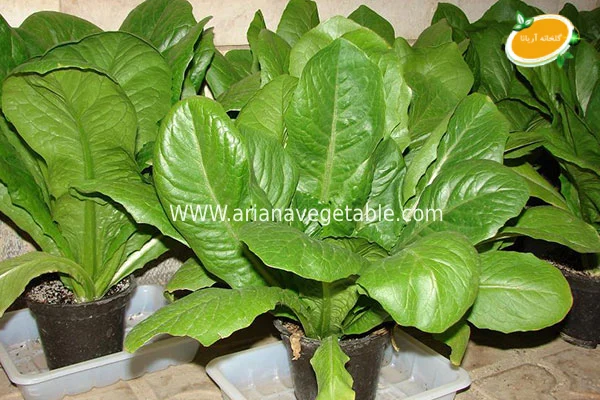 کاشت و برداشت کاهو فرانسوی