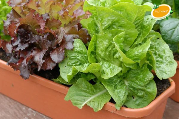 کاشت کاهو فرانسوی در گلدان