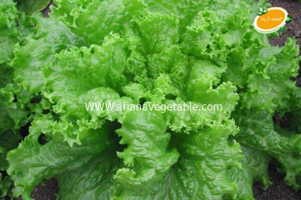 خرید کاهو فرانسوی در کرج 4 کاهو فرانسوی