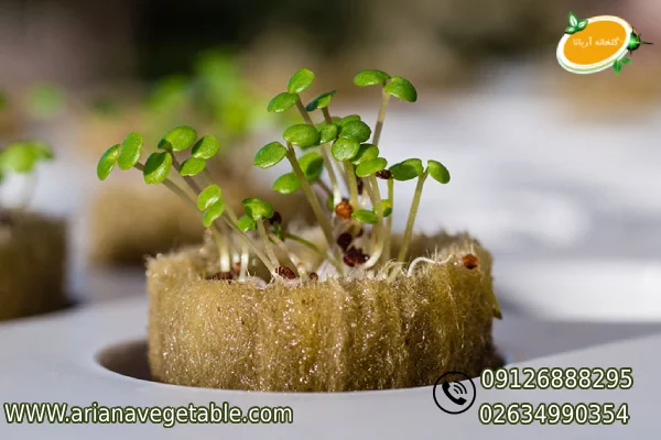 بهترین گیاه برای کشت هیدروپونیک