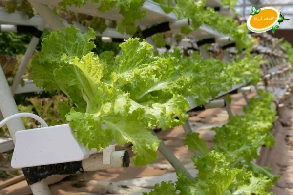 گیاه مناسب کشت هیدروپونیک