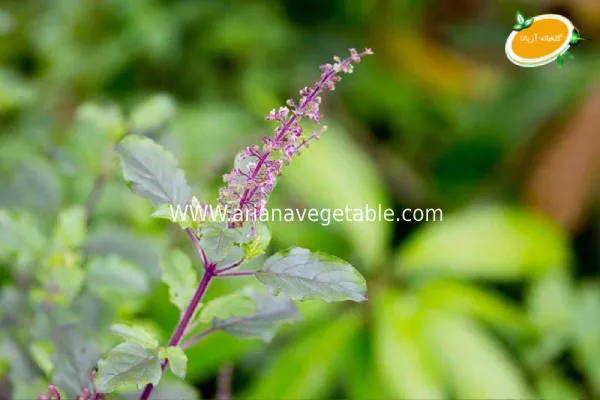 گل ریحان چیست؟ 4 مراقبت از گیاه ریحان