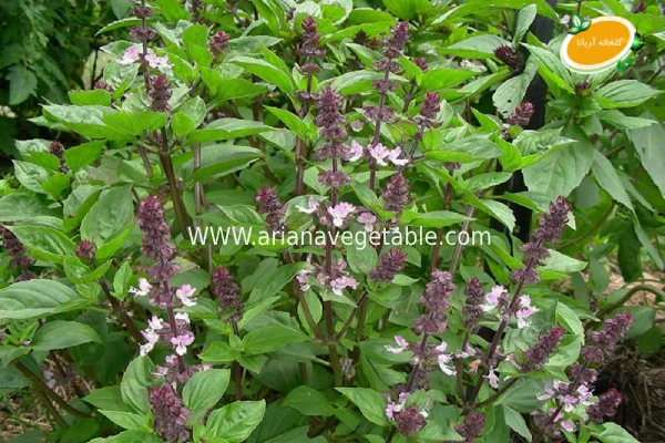 گل ریحان چیست؟ 3 کاشت گل ریحان