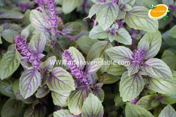 گل ریحان چیست؟ 6 بذر ریحان