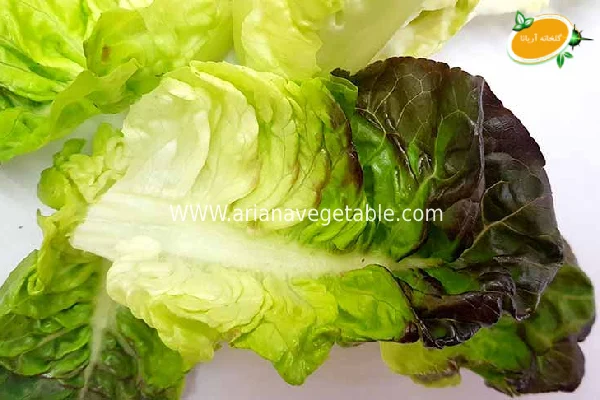 بذر کاهو لیتل جم