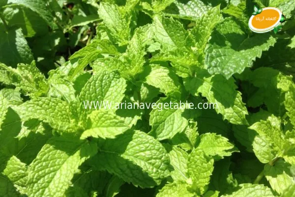 تولید نعناع موهیتو در تهران