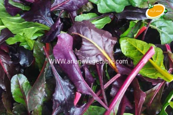 سوئیس چارد و خواص آن 4 خرید سوئیس چارد