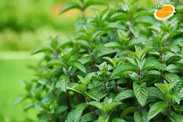 خرید نعناع سیب در تهران