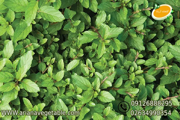 خرید نعناع موهیتو در تهران