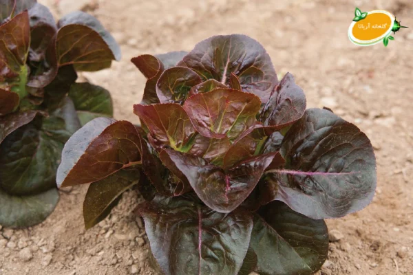 خرید کاهو لیتل جم در تهران