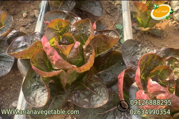 خرید کاهو لیتل جم