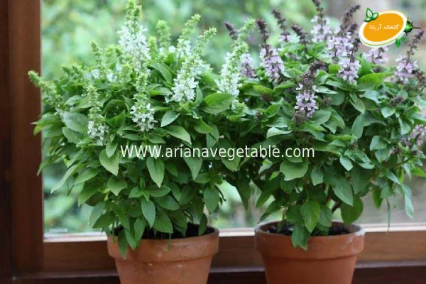 گل ریحان چیست؟ 2 خرید گل ریحان