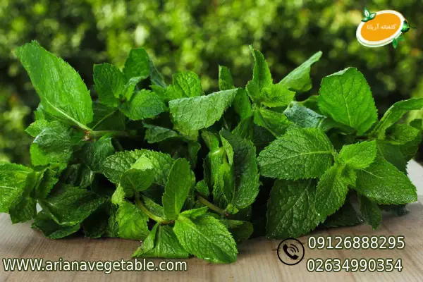 خرید نعناع سیب در تهران 1 خواص نعناع سیب