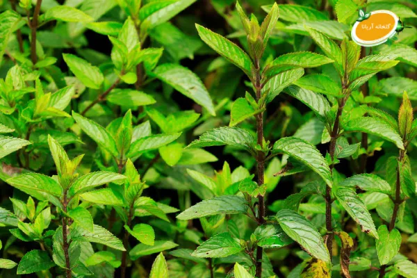 خواص های نعناع موهیتو در تهران