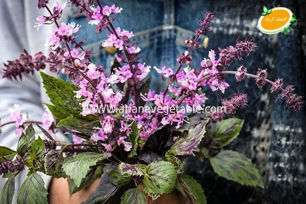 گل ریحان چیست؟ 5 خواص گل ریحان