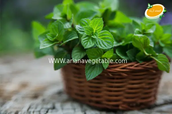 خرید نعناع سیب در تهران 2 روش کشت نعناع سیب در منزل