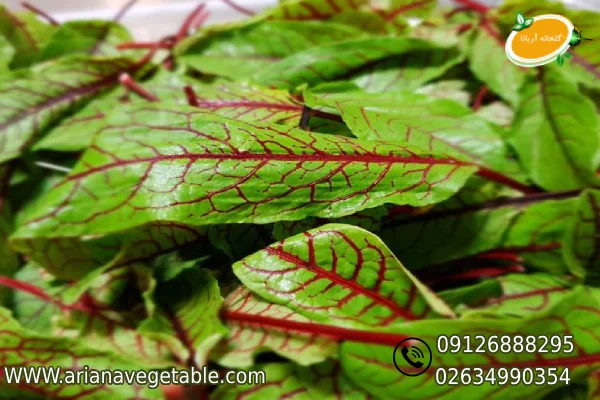 سوئیس چارد و خواص آن 1 سوئیس چارد