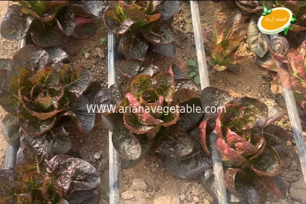 فواید کاهو لیتل جم