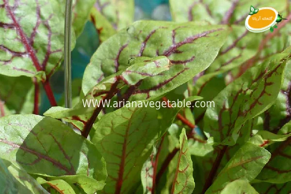 سوئیس چارد و خواص آن 3 قیمت سوئیس چارد