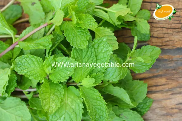 خرید نعناع سیب در تهران 3 قیمت نعناع سیب در تهران