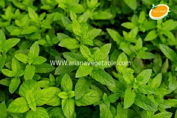 قیمت نعناع موهیتو در تخران