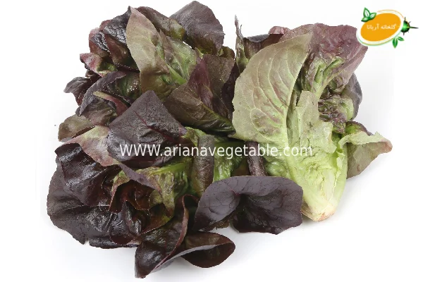 قیمت کاهو لیتل جم