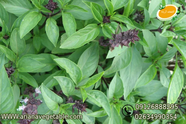 گل ریحان چیست؟ 1 قیمت گل ریحان