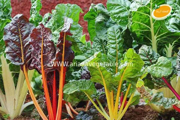 مشخصات سوئیس چارد