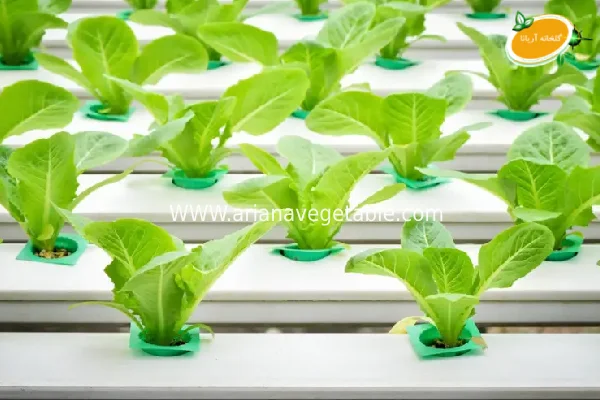 نشا کاهو فرانسوی