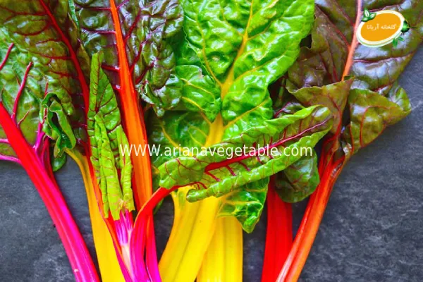 نکات نگهداری سوئیس چارد