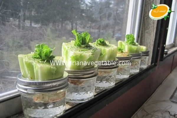 کاشت کاهو در آب