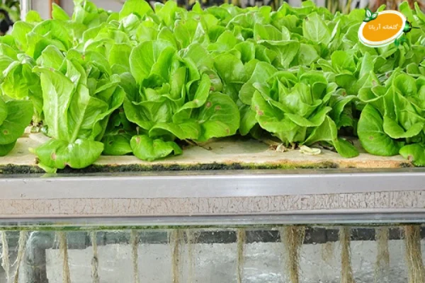 کاهو فرانسوی در آب