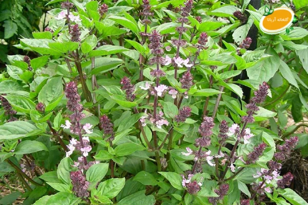 گل ریحان چیست