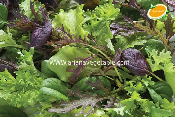 سبزیجات ارگانیک