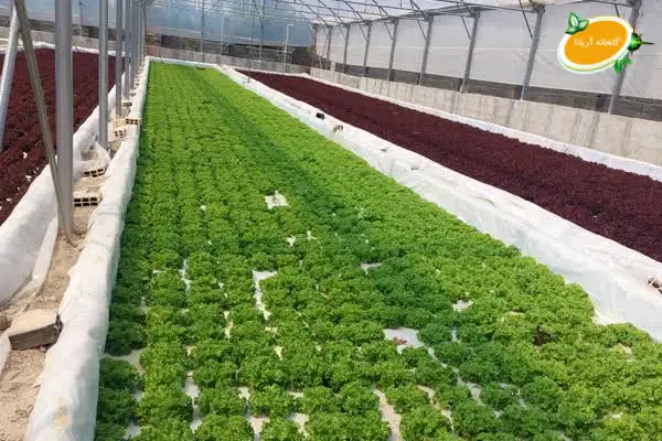 اصول راه اندازی گلخانه هیدروپونیک