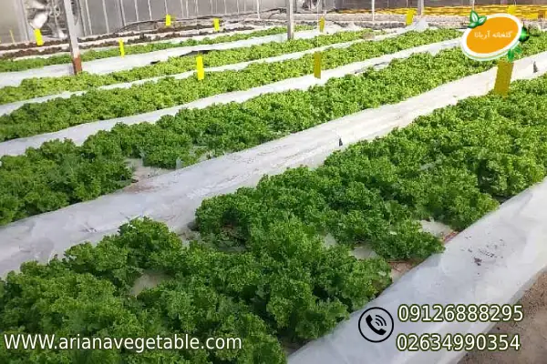 روز بیست کشت کاهو