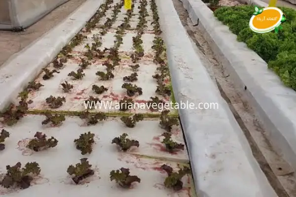 کاشت کاهو به روش هیدروپونیک