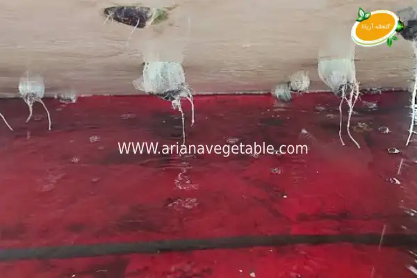 گلخانه هیدروپونیک چه نوع گلخانه_ای است؟