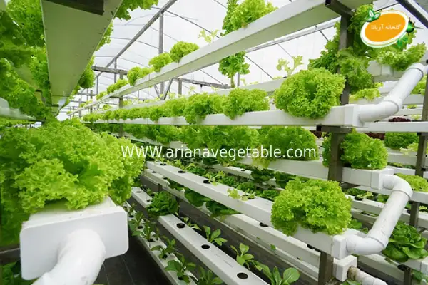 گلخانه هیدروپونیک چگونه کار می_کند؟