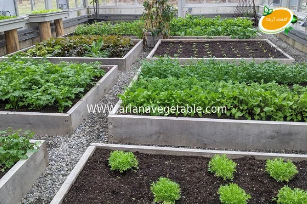 مکان مناسب برای ساخت گلخانه سبزیجات